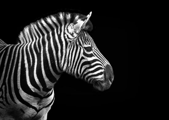 PHOTOWALL / Zebra (e24069)