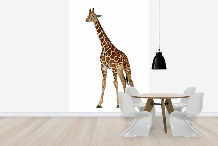 PHOTOWALL / Young Giraffe (e24072)