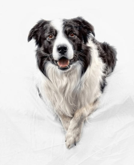 PHOTOWALL / Border Collie (e24076)