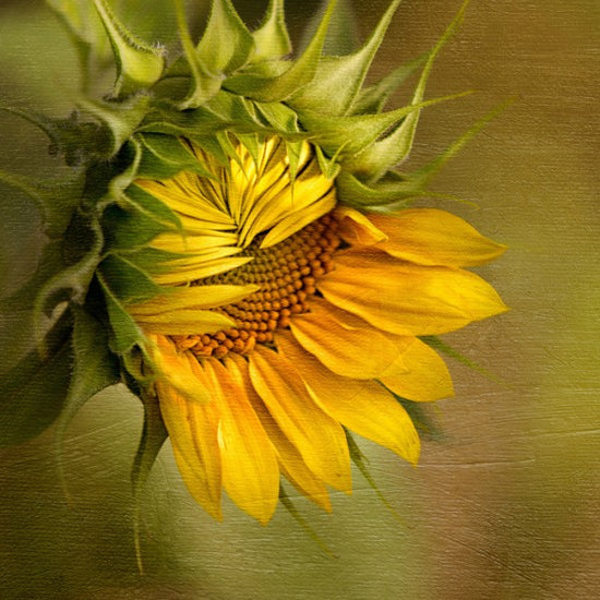 PHOTOWALL / Summer's Beauty (e24102)