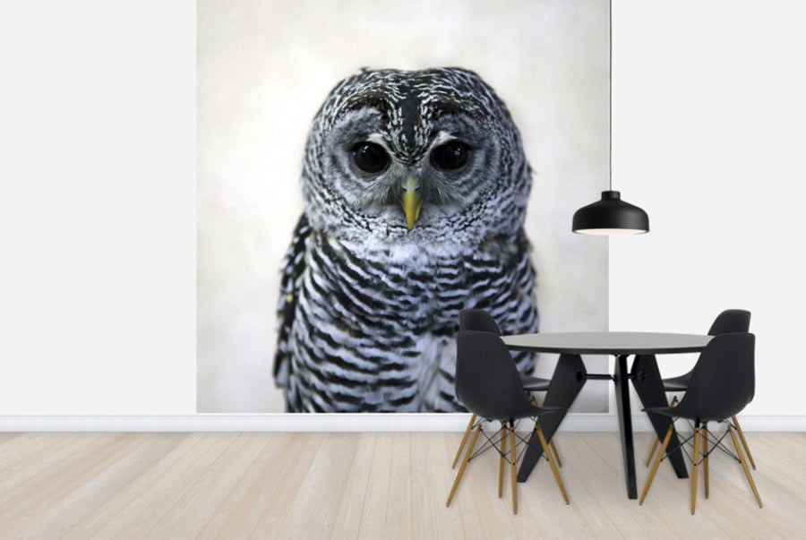 PHOTOWALL / Rufous Legged Owl (e24132)