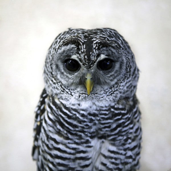 PHOTOWALL / Rufous Legged Owl (e24132)