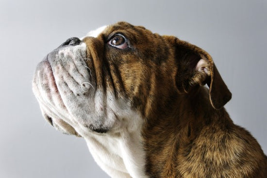 PHOTOWALL / English Bulldog (e24135)