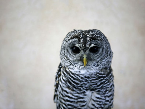 PHOTOWALL / Portrait of an Owl (e24357)