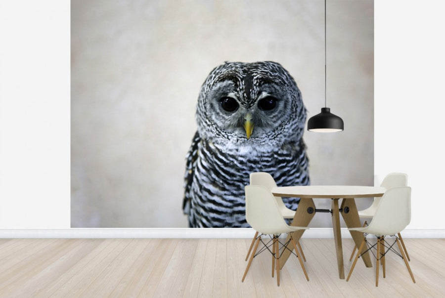 PHOTOWALL / Portrait of an Owl (e24357)