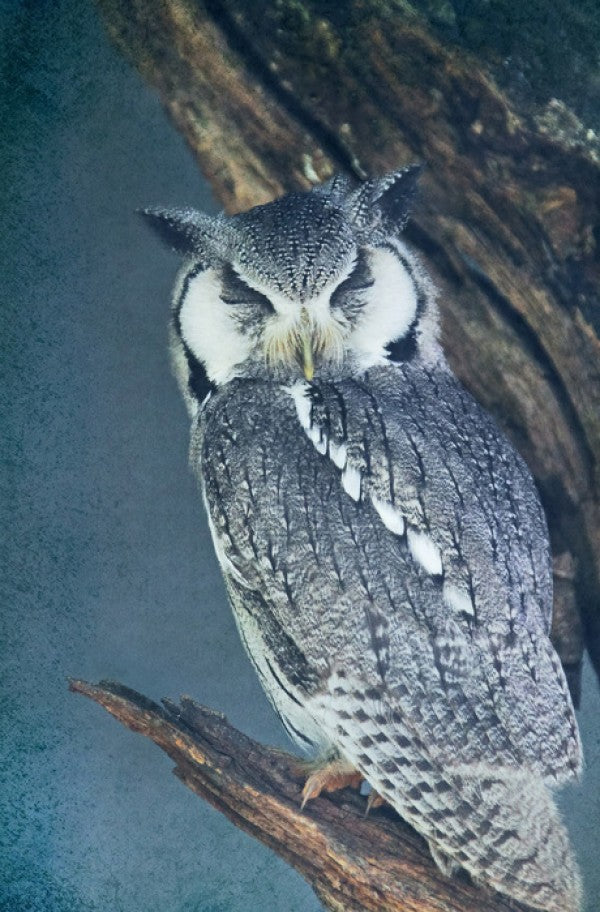 PHOTOWALL / Sleeping Owl (e24359)