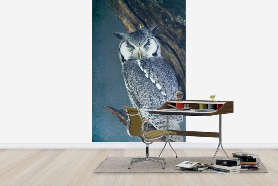 PHOTOWALL / Sleeping Owl (e24359)