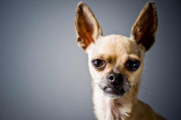 PHOTOWALL / Chihuahua Imitating Lama (e24361) | 輸入壁紙専門店