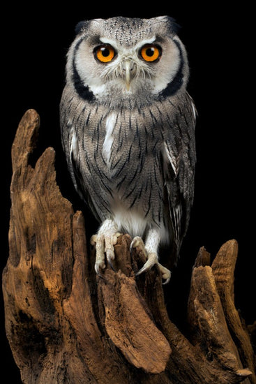 PHOTOWALL / White Faced Owl (e24368)