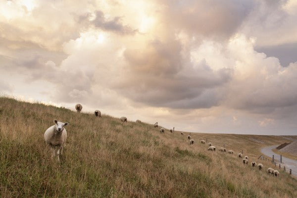 PHOTOWALL / Attentive Sheep (e24373)