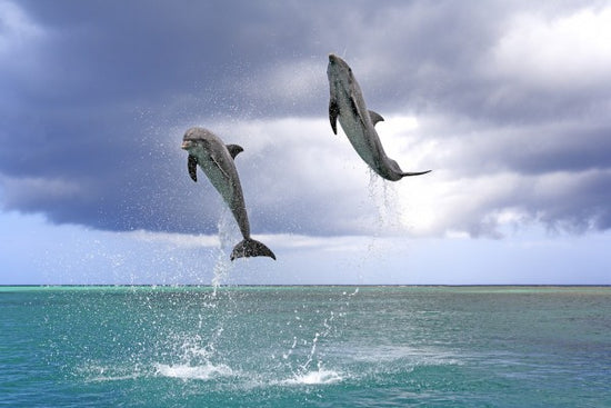 PHOTOWALL / Jumping Dolphins (e24550)