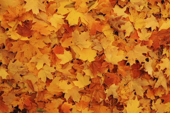 PHOTOWALL / Bed of Autumn Maple Leaves (e24602)