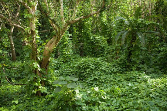 PHOTOWALL / Ancient Ruins Covered by Tropical Jungle (e24683)