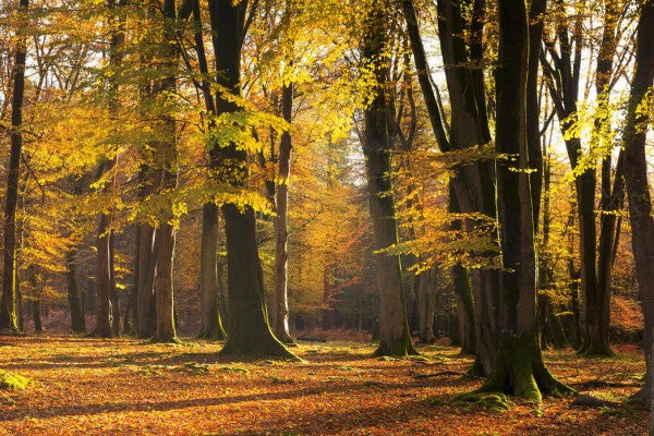 PHOTOWALL / Autumn Scented Woods (e24618) | 輸入壁紙専門店 WALPA