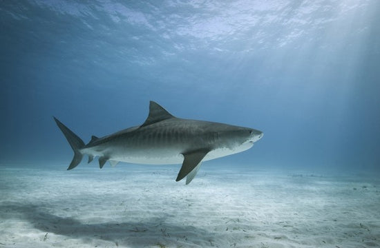PHOTOWALL / Tiger Shark (e24631)