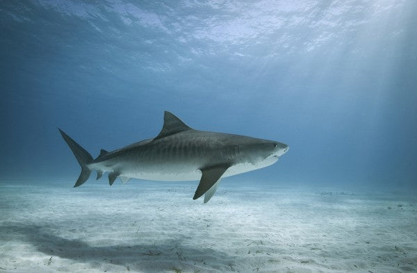 PHOTOWALL / Tiger Shark (e24631)