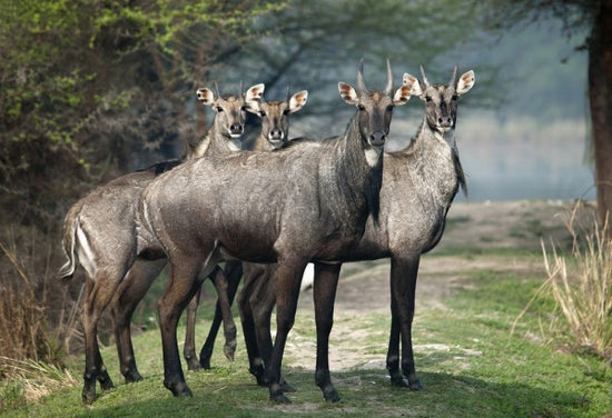 PHOTOWALL / Nilgai (e24632)