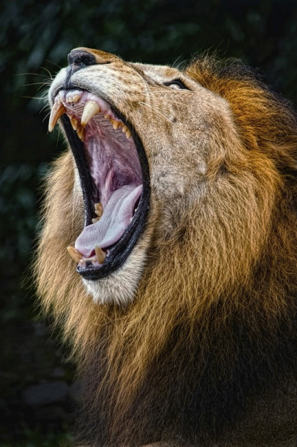 PHOTOWALL / African Lion (e24634)