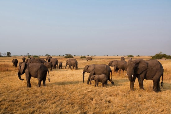 PHOTOWALL / African Elephant Herd (e24643)