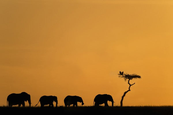 PHOTOWALL / Herd of Elephants and Vultures at Sunrise (e24646)