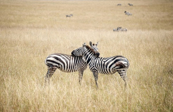 PHOTOWALL / Zebra Embrace (e24649)