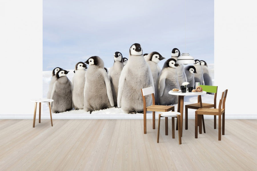 PHOTOWALL / Group of Emperor Penguin Chicks (e24653)