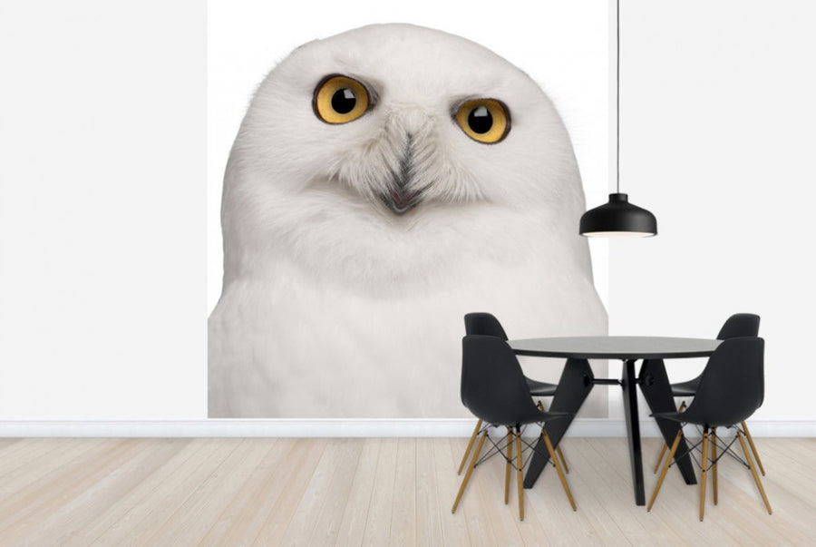 PHOTOWALL / Snowy Owl (e24725)
