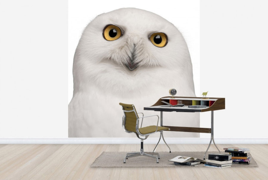 PHOTOWALL / Snowy Owl (e24725)