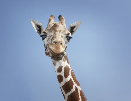 PHOTOWALL / Tallest Giraffe (e24729)