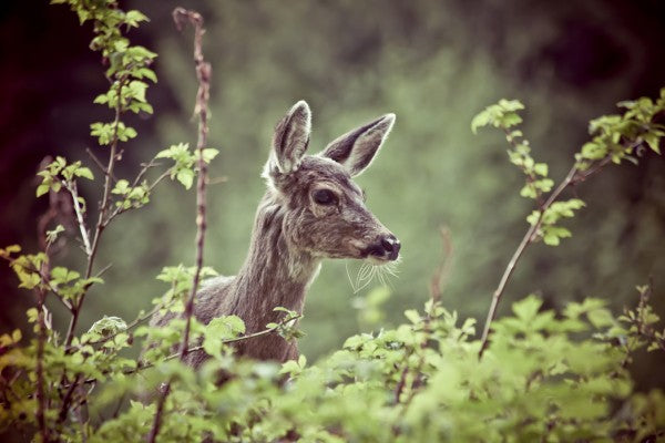 PHOTOWALL / Deer in Forest (e24746)