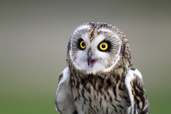 PHOTOWALL / Short-Eared Owl (e24747)