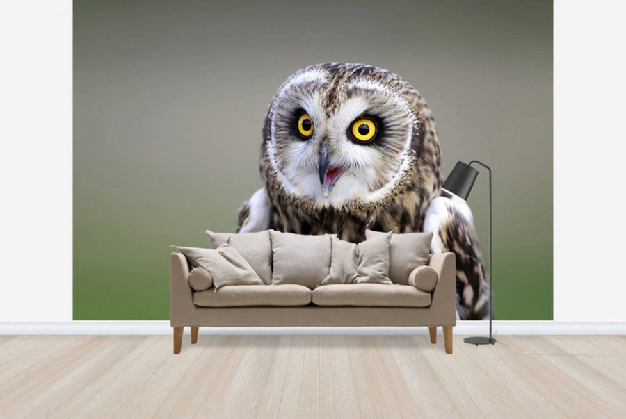 PHOTOWALL / Short-Eared Owl (e24747)