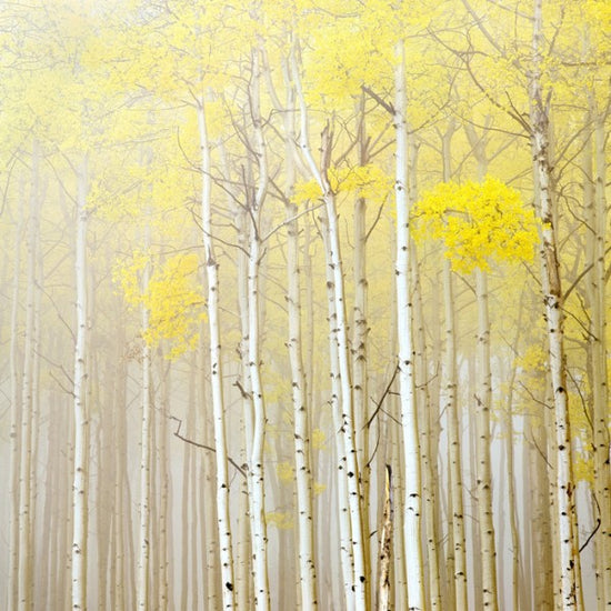 PHOTOWALL / Aspens in Fog (e40236)