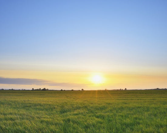 PHOTOWALL / Meadow at Sunset (e40243)