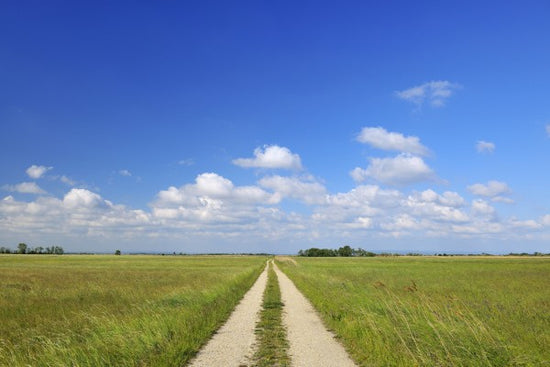 PHOTOWALL / Path through Meadow (e40246)