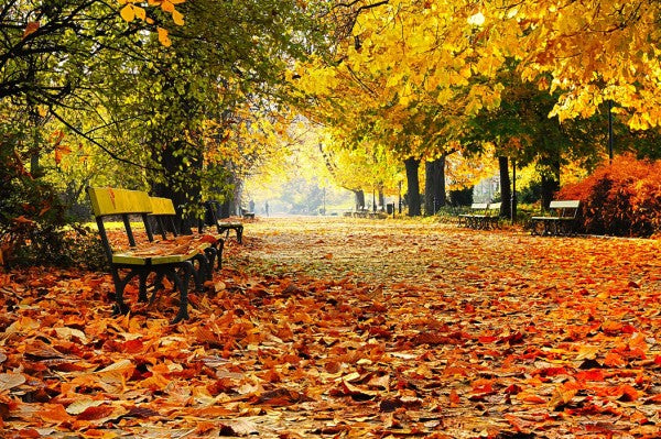 PHOTOWALL / Autumn Park (e40260)
