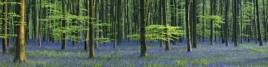 PHOTOWALL / Beautiful Bluebells (e40261)