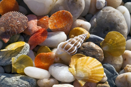 PHOTOWALL / Colorful Seashells and Pebbles (e24899)