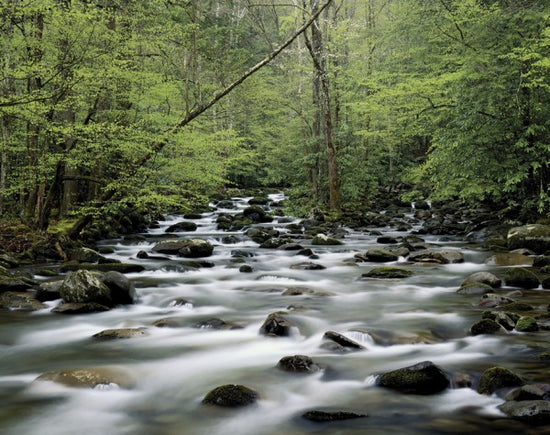 PHOTOWALL / Little Pigeon River (e40384)