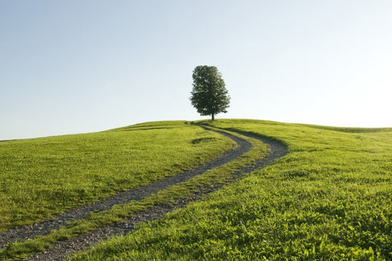 PHOTOWALL / Old Farm Track (e40409)