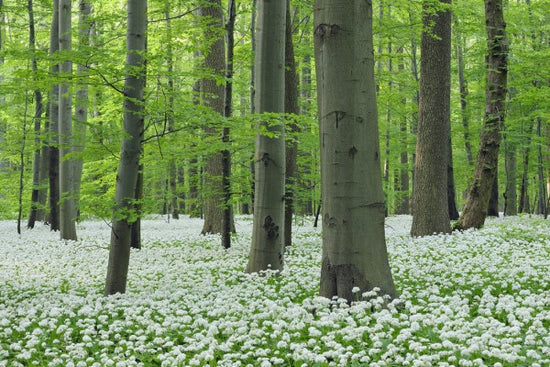 PHOTOWALL / Ramsons Forest (e40411)