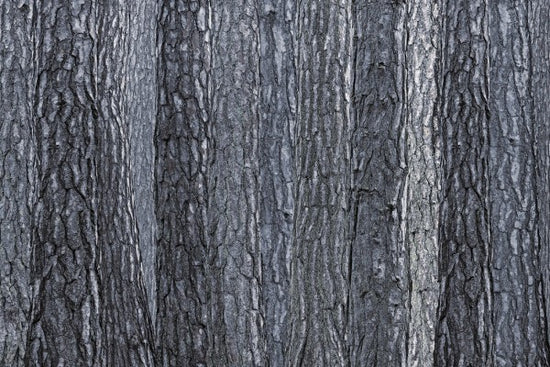 PHOTOWALL / Black Blue Bark (e25095)