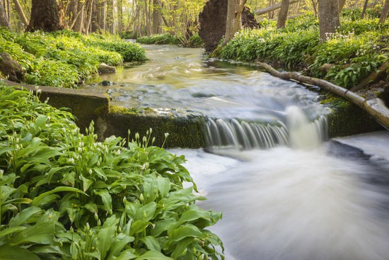 PHOTOWALL / Lummelunda River (e25113)