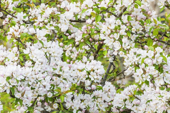 PHOTOWALL / Apple Flowers (e25116)