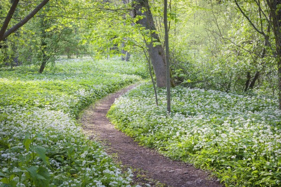 PHOTOWALL / Path (e25117)