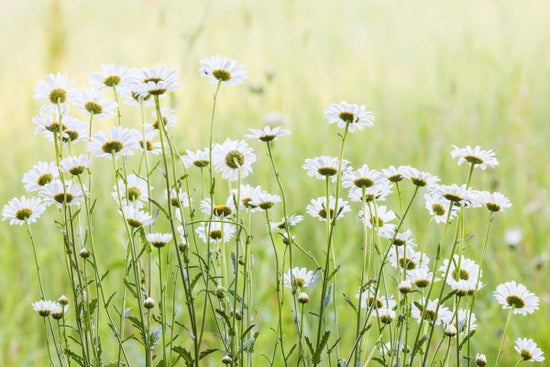 PHOTOWALL / Daisies (e25142)