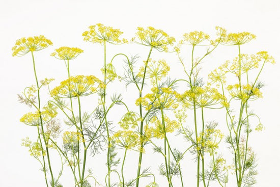 PHOTOWALL / Dill Herb (e25145)