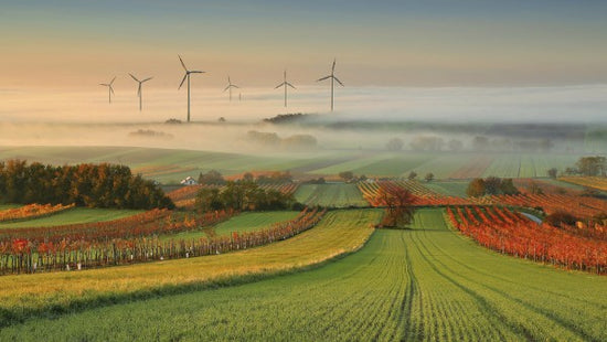 PHOTOWALL / Autumn Atmosphere in Vineyards (e29438)