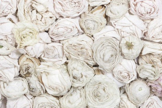 PHOTOWALL / Old White Roses (e25540)