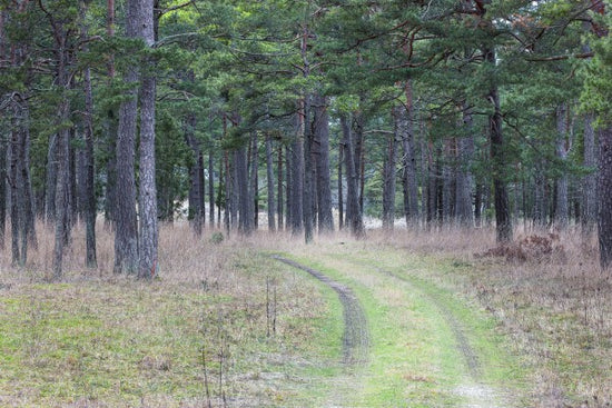 PHOTOWALL / Pine Forest Road (e25541)